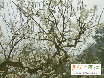 新津梨花溪