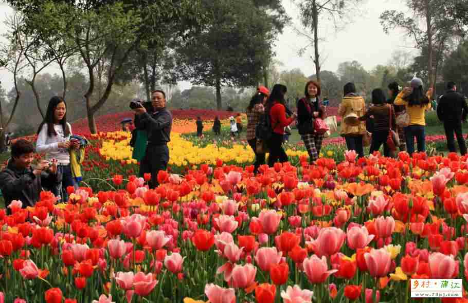 蒲江樱桃节、石象湖1日游线路和攻略（最佳时期四五月份）