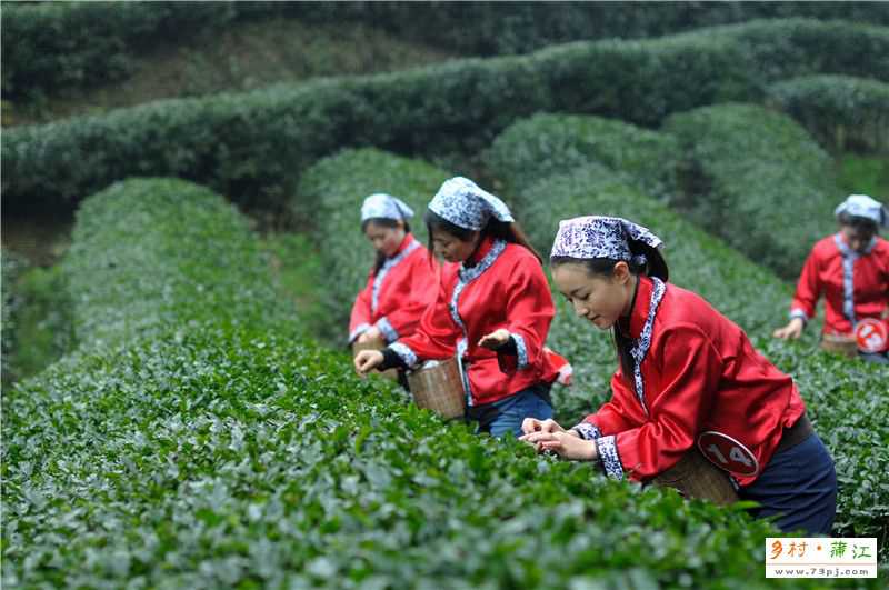 蒲江成佳茶乡AAA级旅游景区