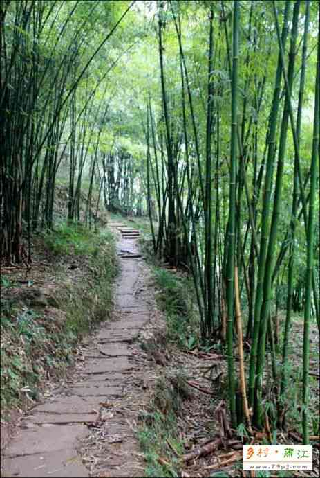 邛崃平乐古镇 - 金鸡谷