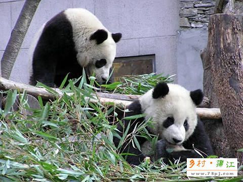成都动物园门票