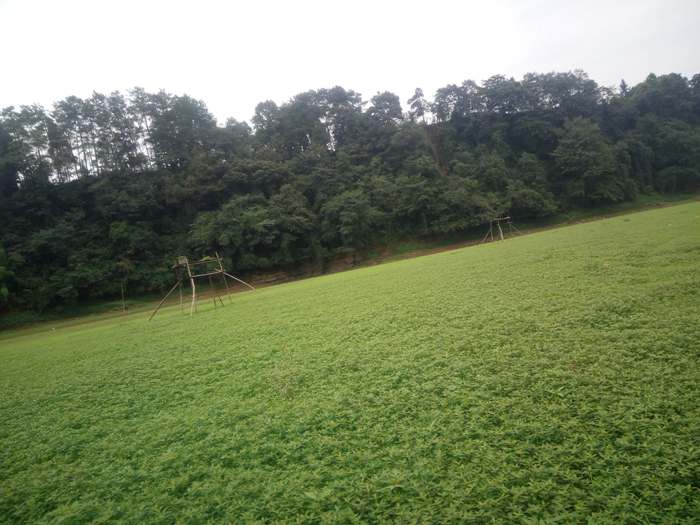 蒲江成佳长滩湖龙凤溪湿地