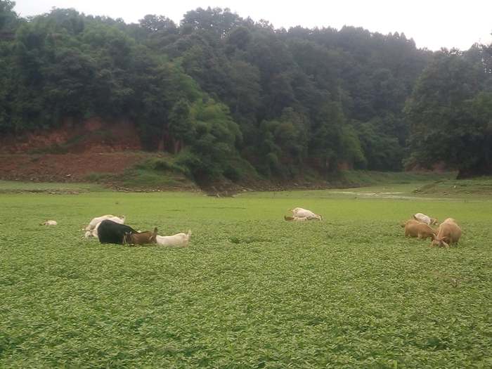 蒲江成佳长滩湖龙凤溪湿地