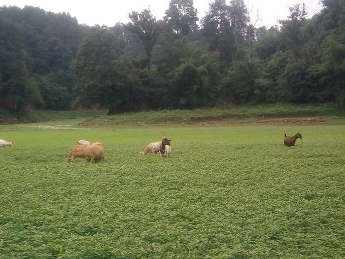 蒲江成佳长滩湖龙凤溪湿地